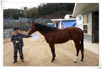 �������� (ERECTUS) ����