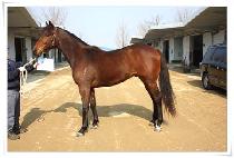 ĸƾ���� (CAPTAIN JILJU) ����