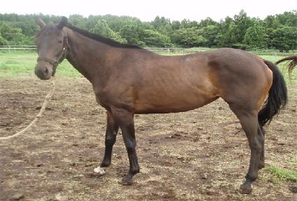 ������ ����