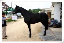 ����Ʈ��Ÿ (BUCKWHEAT STAR) ����