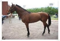 ������� (JUJEON MEMBER) ����