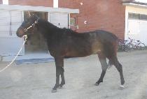 ����Ƽ�� (POSITIVE) ����