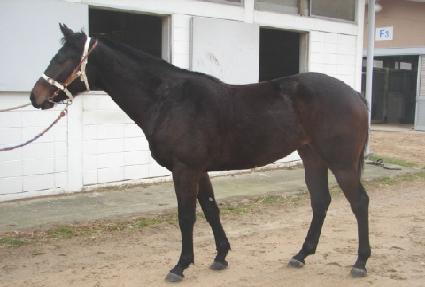 ������� ����