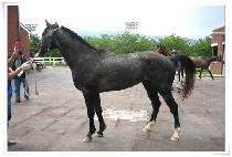 ������� (SAEBYEOK KILMONG) ����