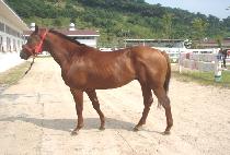 ��ȣ (MIHO) ����