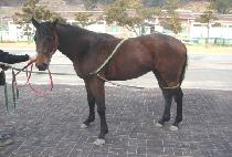 ���������� (FRESH DANCER) ����