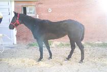 ���Ӷ����ġ (EMERALD BEACH) ����