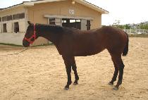 ������Ʈ (RED HEART) ����