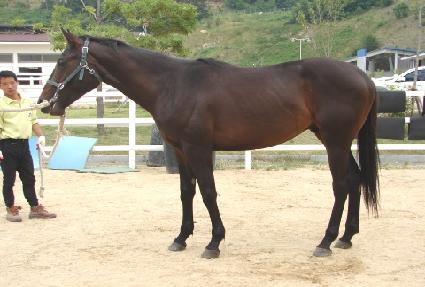 ����Ʈ���� ����