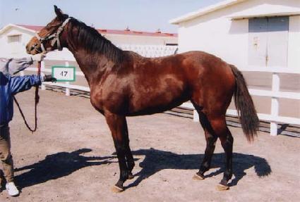 ������� ����