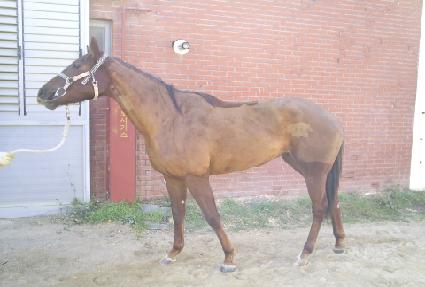 ����ƮĹ ����