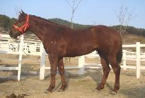 �������� (JEWANG JIUN) ����