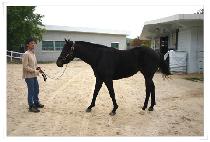 �ĲĴ�� (KKOMKKOM DAEWANG) ����