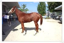 �µ�� (GOOD DIVA) ����