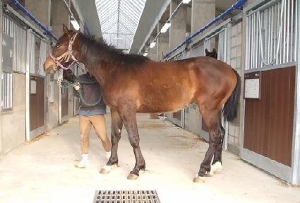 ������ ����