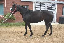 ���Ӻ� (GASOKBIT) ����