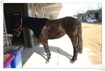 �ö��׻轺 (FLYING SOX) ����