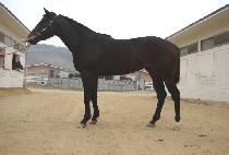 ��Ʈ����� (LAST HERO) ����