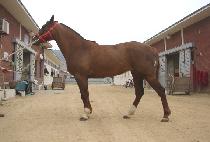 ���ڽ��� (STEALTH WING) ����