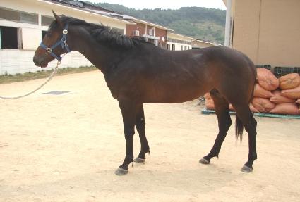 ����Ȳ�� ����