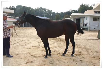 ������Ƽ ����