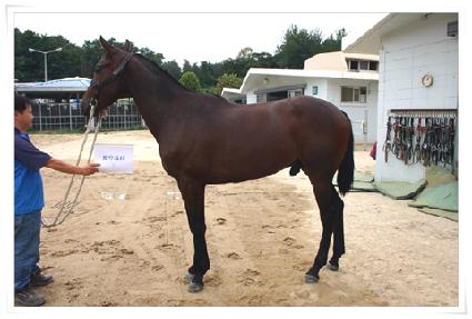 �����Ƽ ����