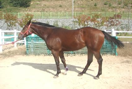 �¸��뼼 ����