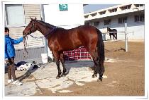 ������ (PAL JEONG DO) ����