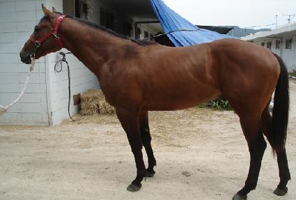 ����� ����