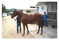 ���ǵ巹�̵� (SPEED LADY) ����