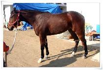 ������ (UTURI) ����