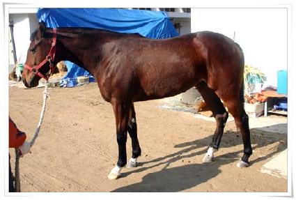 ������ ����