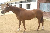 ���ǵ��� (SPEED WIN) ����