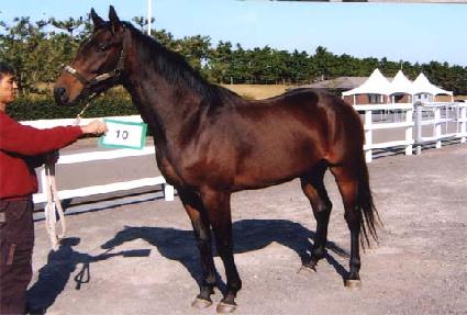 �޺����� ����