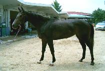 ����Ʈ�帮�� (PERFECT DREAMER) ����