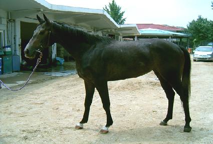 ����Ʈ�帮�� ����