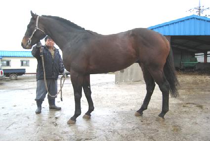 �����屺 ����