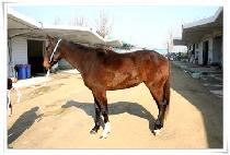 ����Ʈ��� (PERFECT GOLD) ����