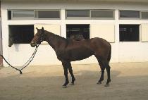 �κ� (LOVIS) ����