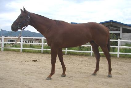 ��Ÿ�� ����