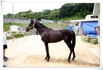 ����Ʈ���̼� (PERFECT RACER) ����