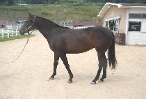 �����̾����� (PREMIUM THUNDER) ����