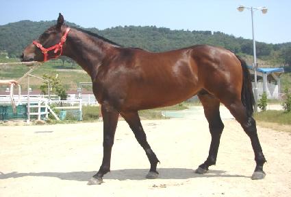 ���۷��帲 ����