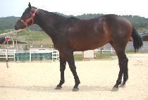 ����Ž�Ʈ (BROWN GUST) ����