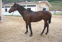 ���� (DAEMODAL) ����