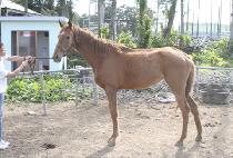 ��������Ÿ (PRO FOR STAR) ����