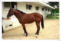 ���л� (BONGHAKSAN) ����