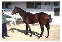 PINE AL NABA picture