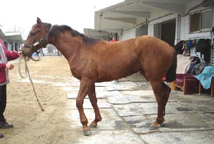 ������� ����