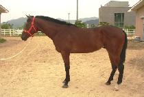 �������� (NAMDO BOBAE) ����